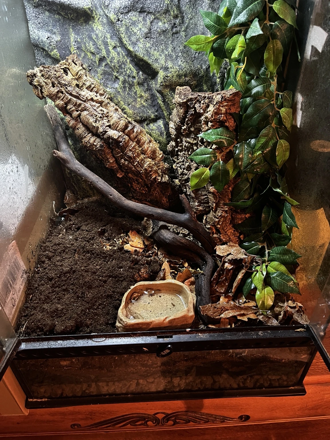 The refurbished Splatarium with deep substrate, cork bark, branches, leaf litter, foliage and a shallow water dish.